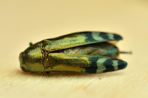 Réf. 333 284 : Coraebus fasciatus